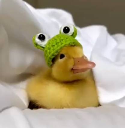 potret lucu outfit bebek (twitter.com/shouldhaveaduck)