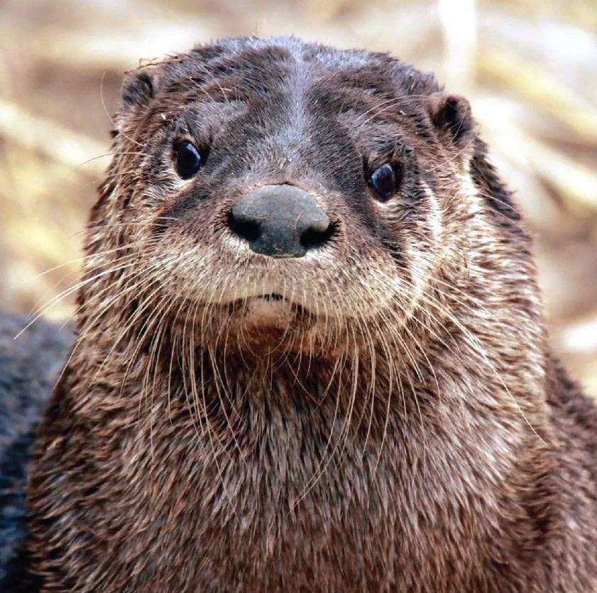 berang-berang yang lucu termasuk hewan nokturnal (stlzoo.org)