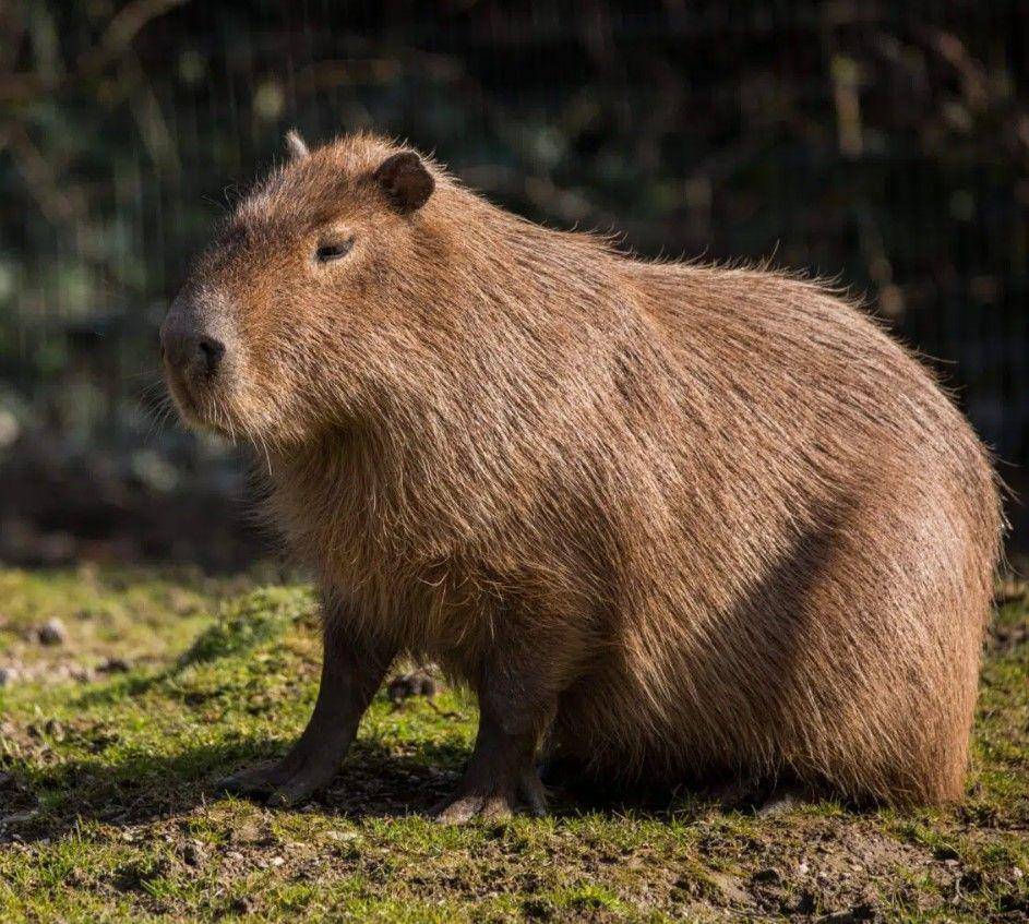 capybara mencari makan menjelang malam (newquayzoo.org.uk)