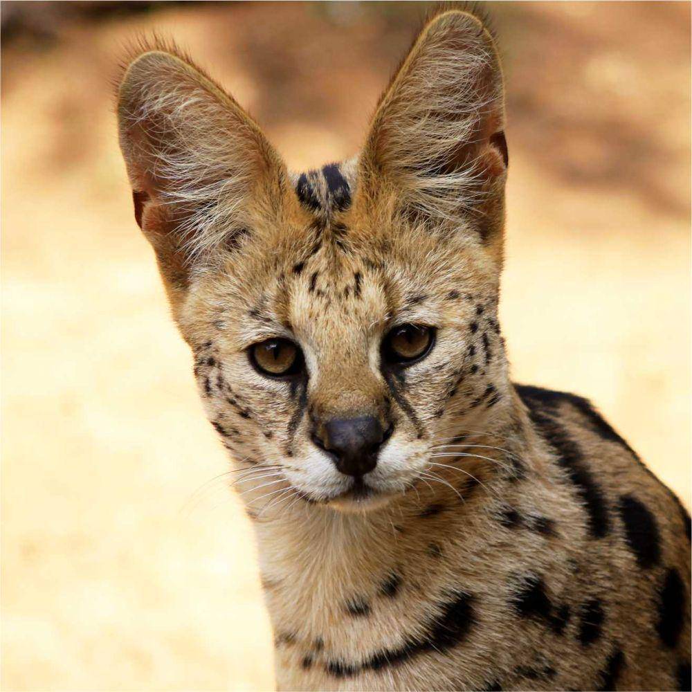 serval adalah salah satu hewan nokturnal (hesc.co.za)
