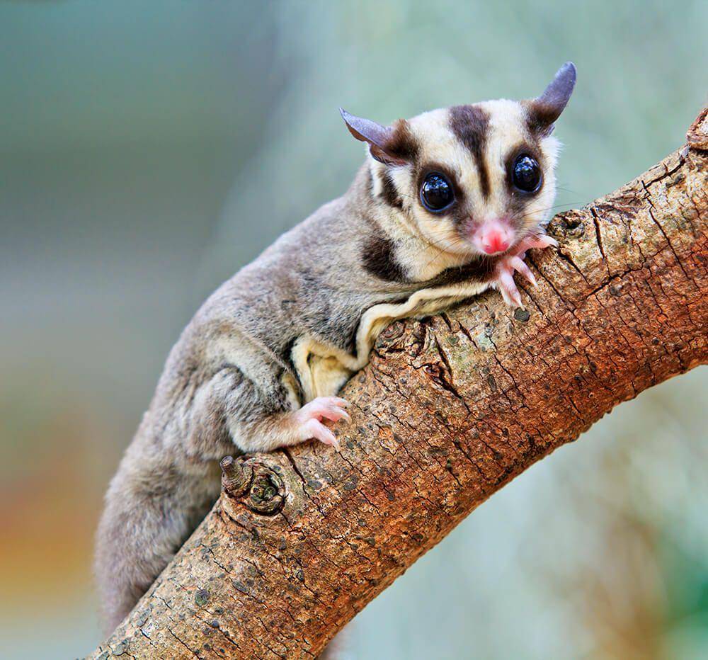 sugar glider si imut yang aktif di malam hari (animals.sandiegozoo.org)