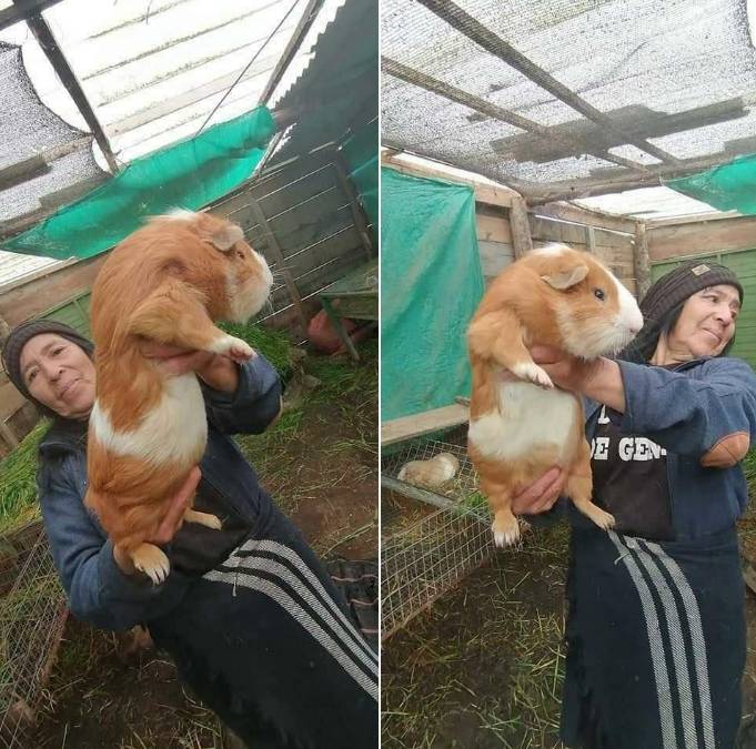 potret guinea pig ukuran jumbo (reddit.com/user/slowdog**1)