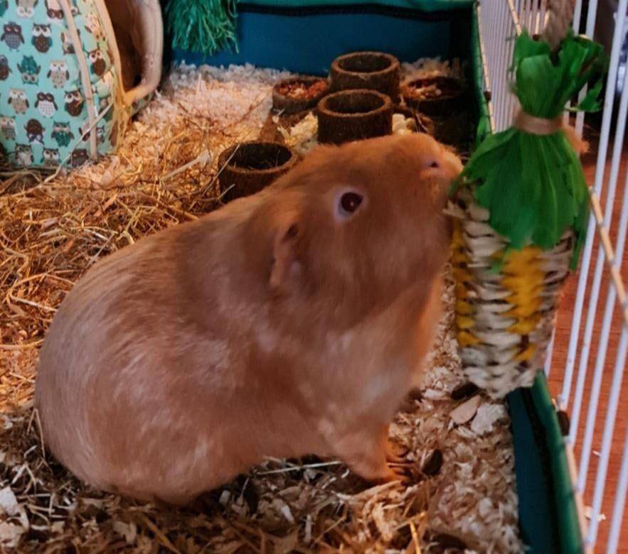 potret guinea pig ukuran jumbo (reddit.com/user/Accomplished-Army194)