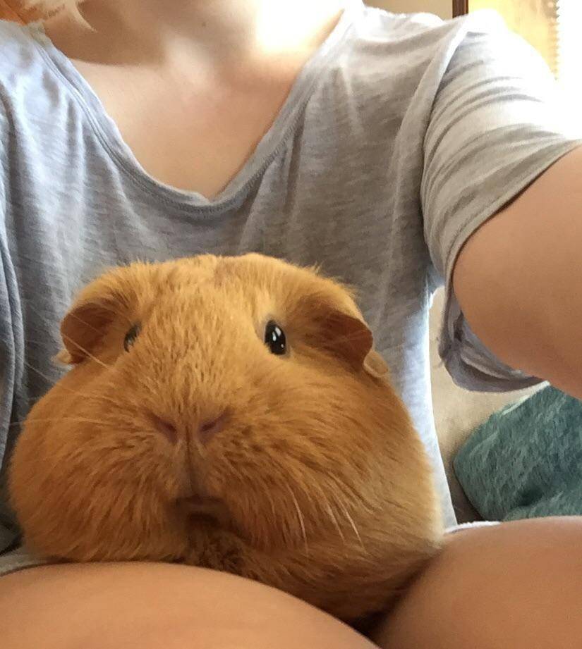 potret guinea pig ukuran jumbo (reddit.com/user/Nubbins02)