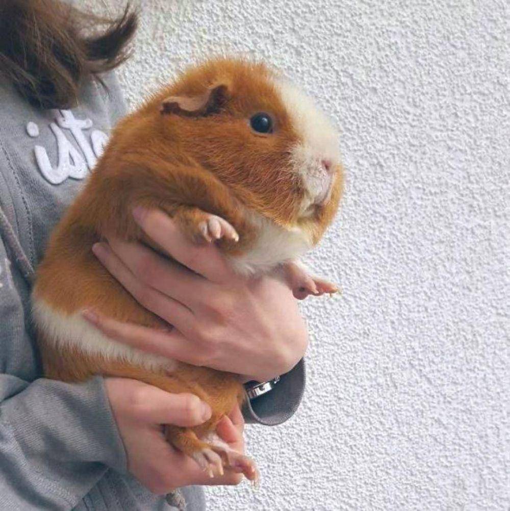 potret guinea pig ukuran jumbo (reddit.com/user/TheLegendOfEating***)