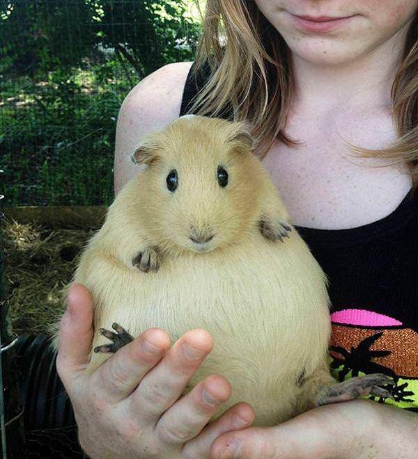 potret guinea pig ukuran jumbo (reddit.com/user/shortHomeobox)