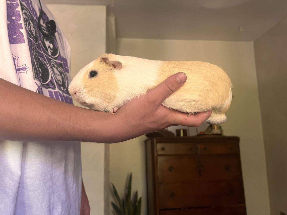 potret guinea pig ukuran jumbo (reddit.com/user/Emmityville)