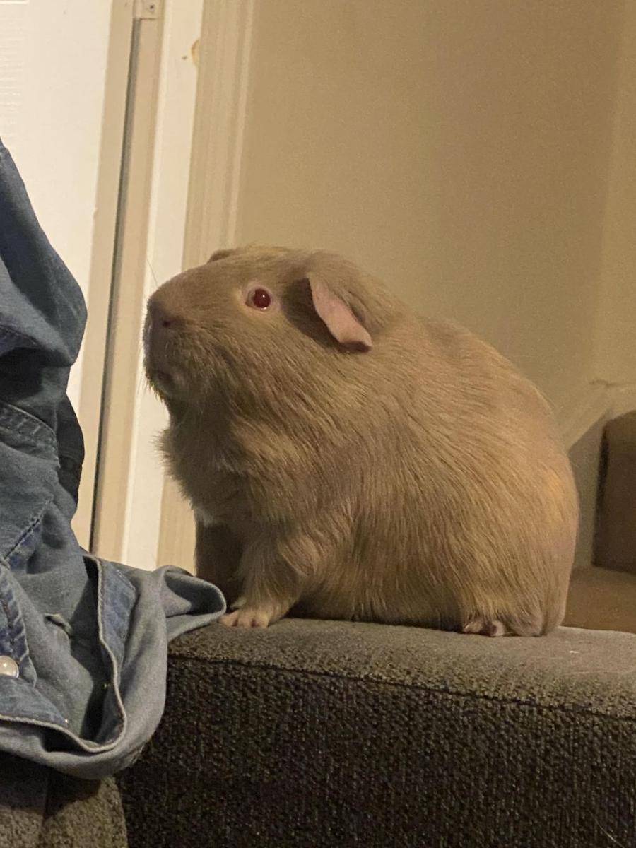 potret guinea pig ukuran jumbo (reddit.com/user/kone29)