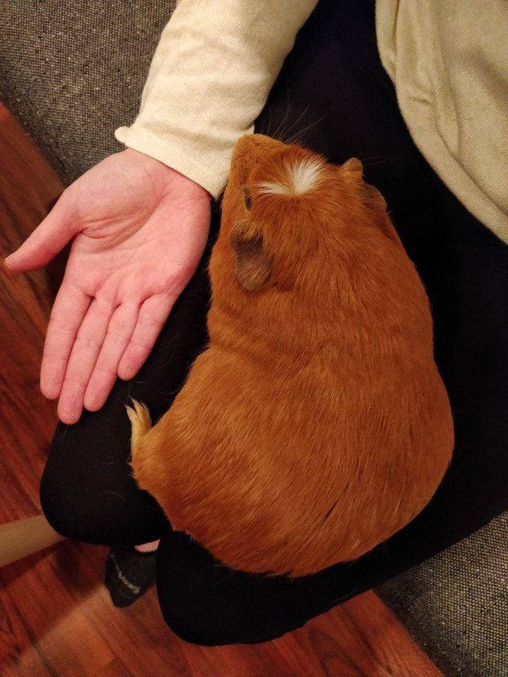 potret guinea pig ukuran jumbo (reddit.com/user/parlovaaa)