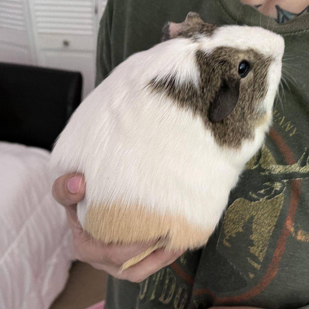 potret guinea pig ukuran jumbo (reddit.com/user/Citruseals)