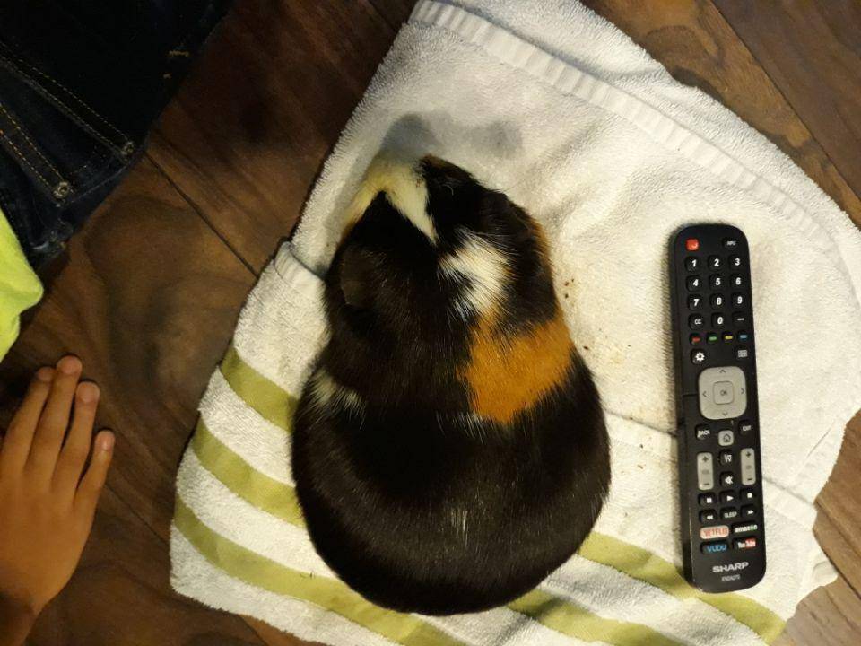potret guinea pig ukuran jumbo (reddit.com/user/Alfredoyaboi)