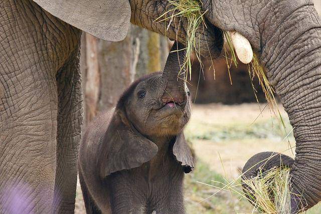 ilustrasi gajah (pixabay.com/azeret33)