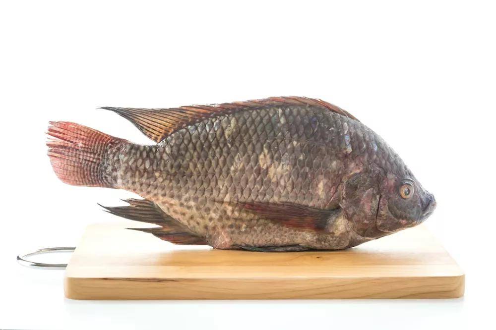 ilustrasi ikan mujair (freepik.com/topntp26)