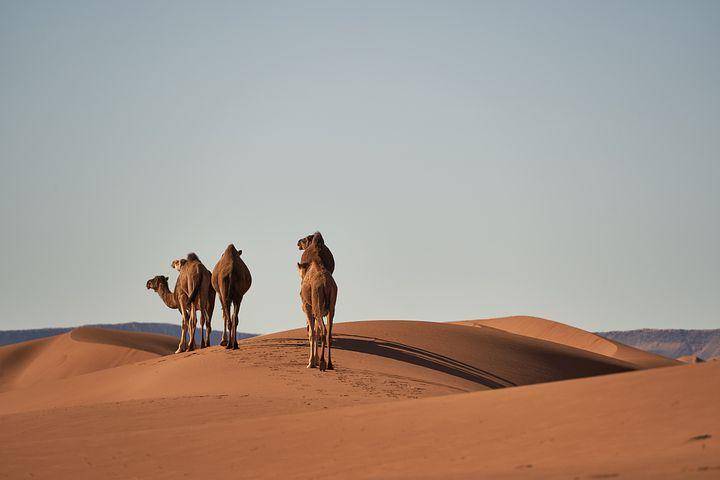 ilustrasi unta (pixabay.com/Wolfgang_Hasselmann)