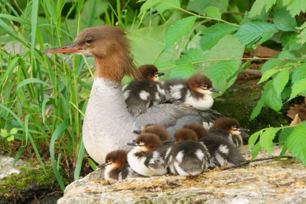 8 Spesies Bebek Ahli Menyelam, Ada yang Suka Ombak dan Arus Deras