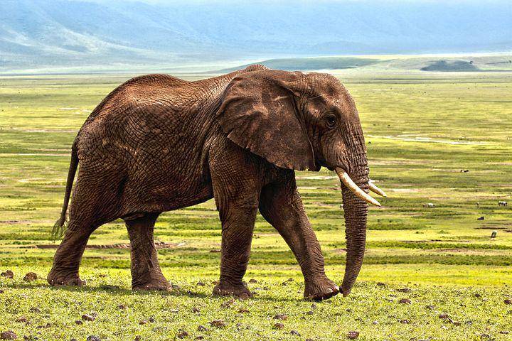 ilustrasi gajah (pixabay.com/laurentmarx)