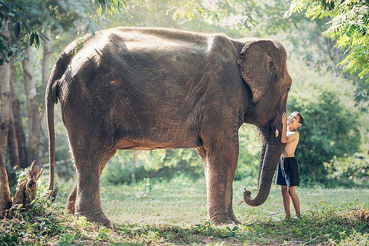 ilustrasi gajah (pixabay.com/sasint)