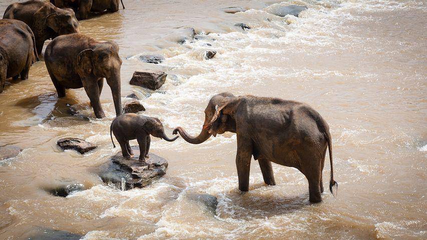 ilustrasi gajah (pixabay.com/luxstorm)