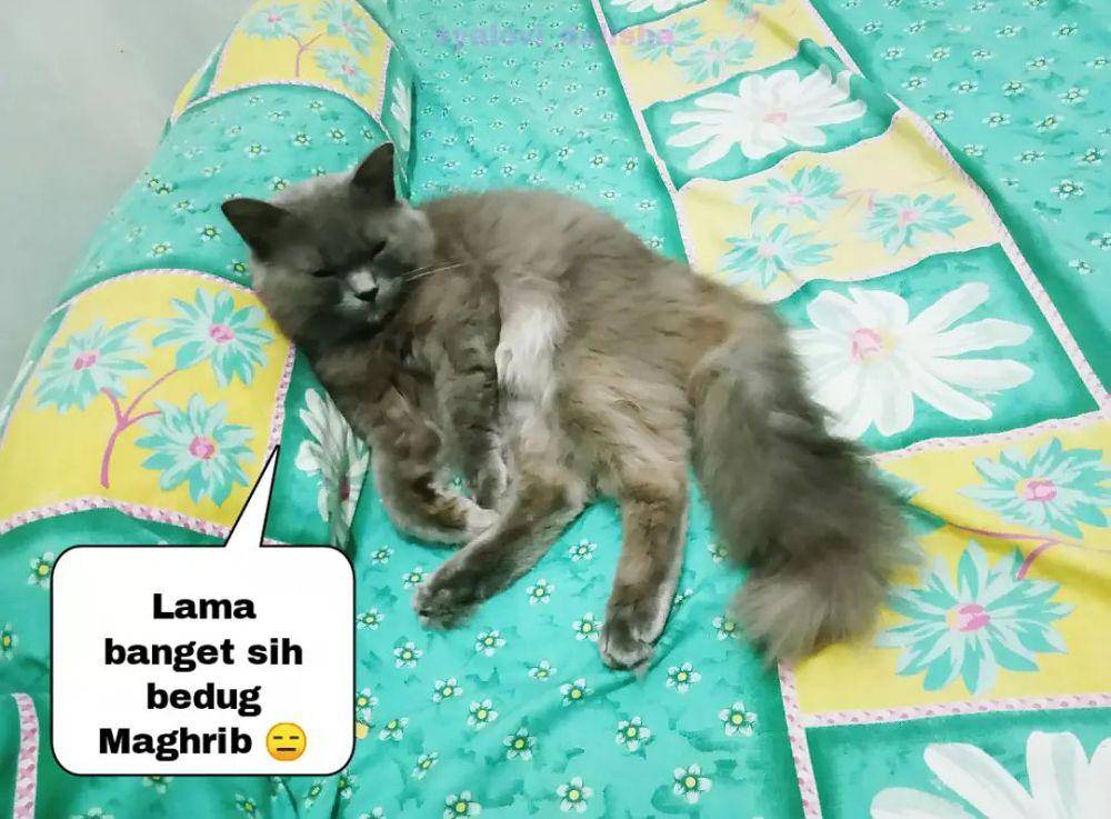 meme puasa (instagram.com/syalovi_dalisha)
