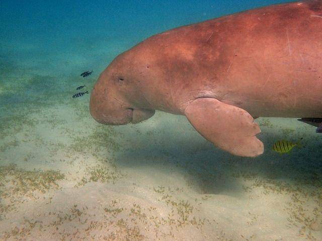 ilustrasi dugong (pixabay.com/dietmaha)