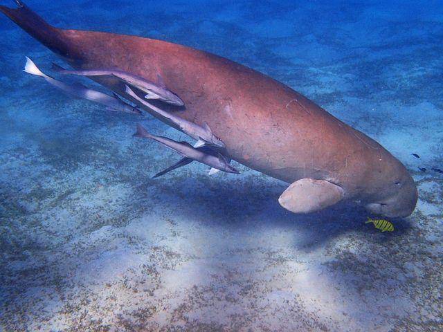 ilustrasi dugong (pixabay.com/dietmaha)