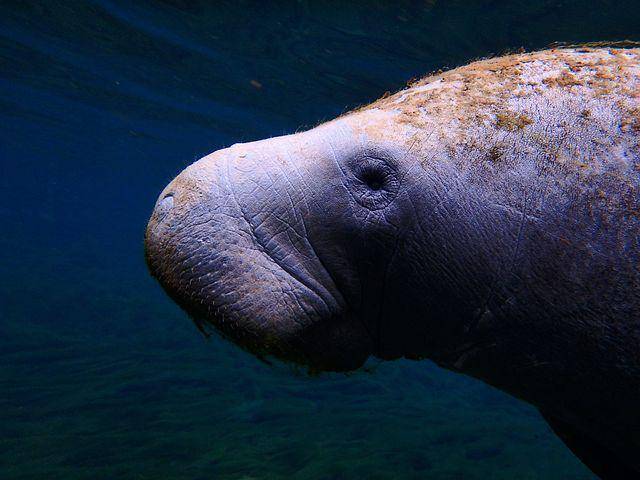 ilustrasi manatee (pixabay.com/McleroyPhotography)
