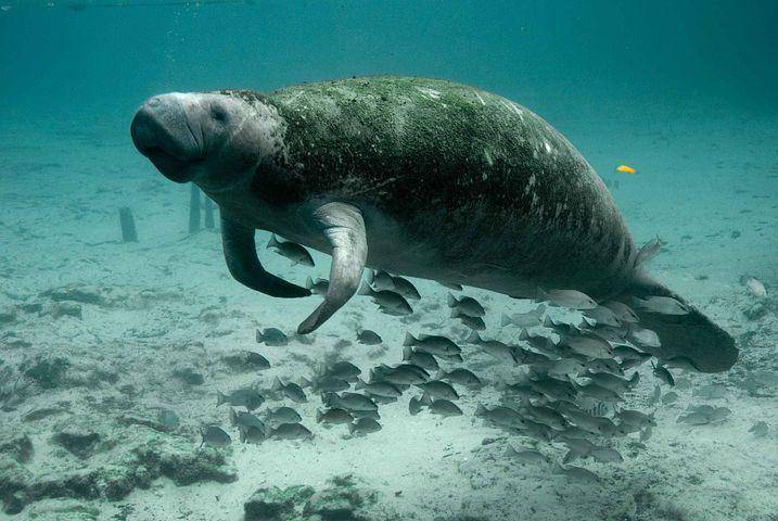 ilustrasi manatee (pixabay.com/PublicDomainImages)