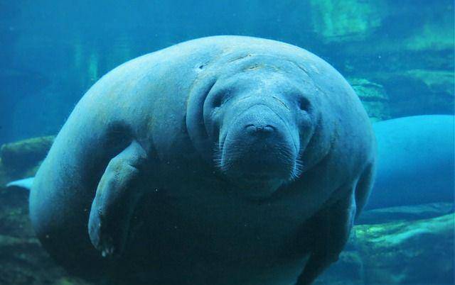ilustrasi manatee (pixabay.com/FF16)