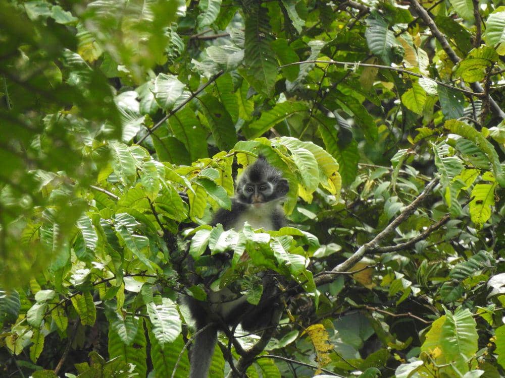 Kedih hewan Indonesia yang terancam punah