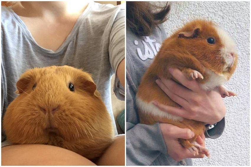 kolase potret guinea pig ukuran jumbo (reddit.com/user/Nubbins02 | reddit.com/user/TheLegendOfEating***)