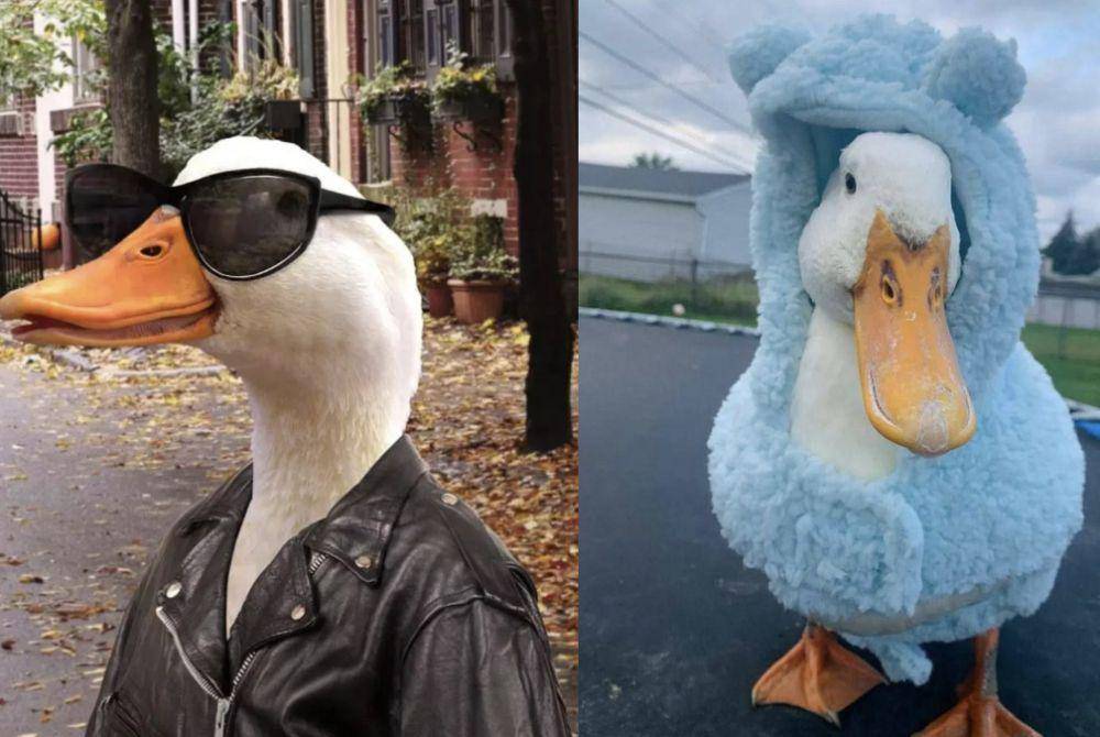 kolase potret lucu outfit bebek (twitter.com/shouldhaveaduck)