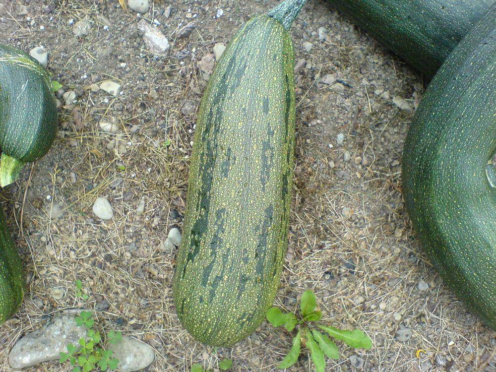 Buah Zucchini (flickr.com/jamie bono)