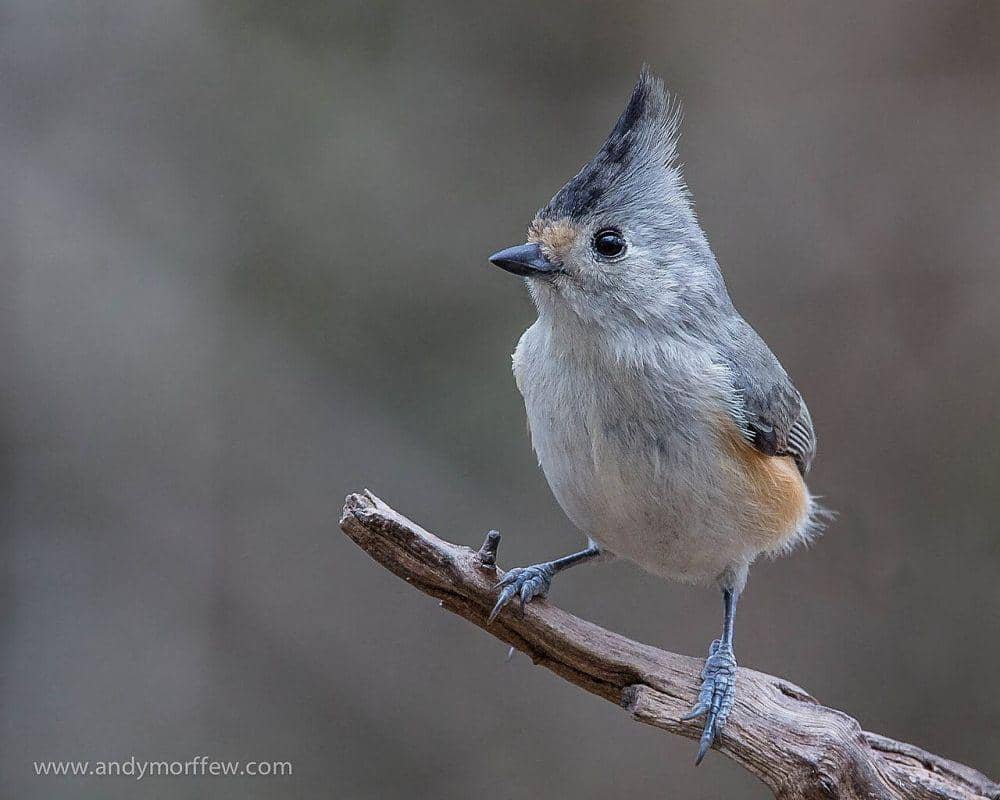 titmouse jambul hitam (commons.wikimedia.org/Andy Morffew)