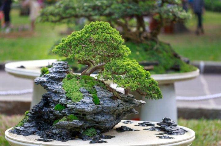 ilustrasi pohon bonsai (pexels.com/Quang Nguyen Vinh)