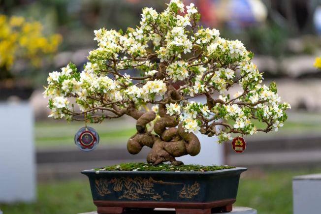 ilustrasi pohon bonsai (pexels.com/Quang Nguyen Vinh)