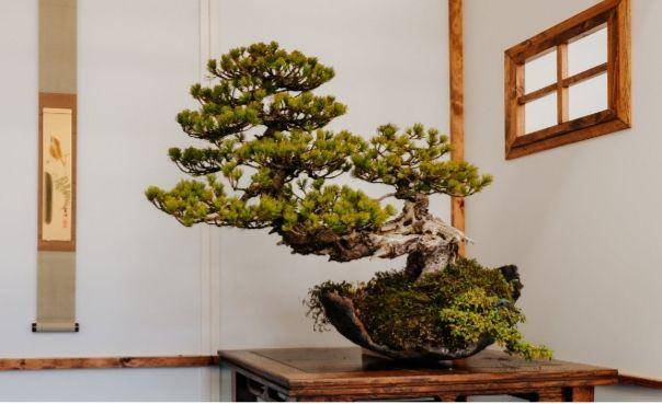 ilustrasi pohon bonsai (pexels.com/Laura Paredis)