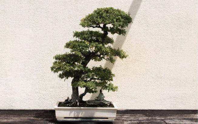 ilustrasi pohon bonsai (pexels.com/David Yu)