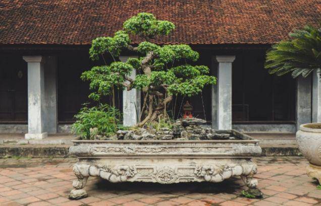ilustrasi pohon bonsai (pexels.com/Hugo Heimendinger)