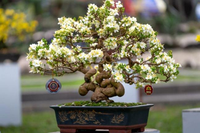 6 Tips Merawat Tanaman Bonsai bagi Pemula, Mudah!