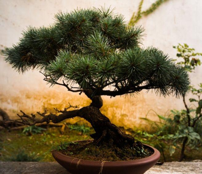 ilustrasi bonsai (pexels.com/Ala J Graczyk)