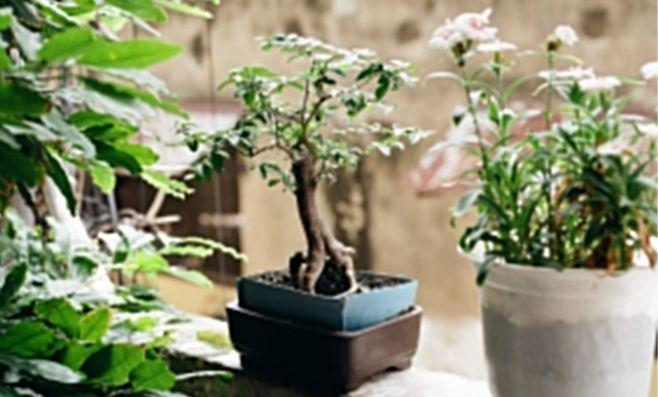 ilustrasi bonsai (pexels.com/Spencer Lee)