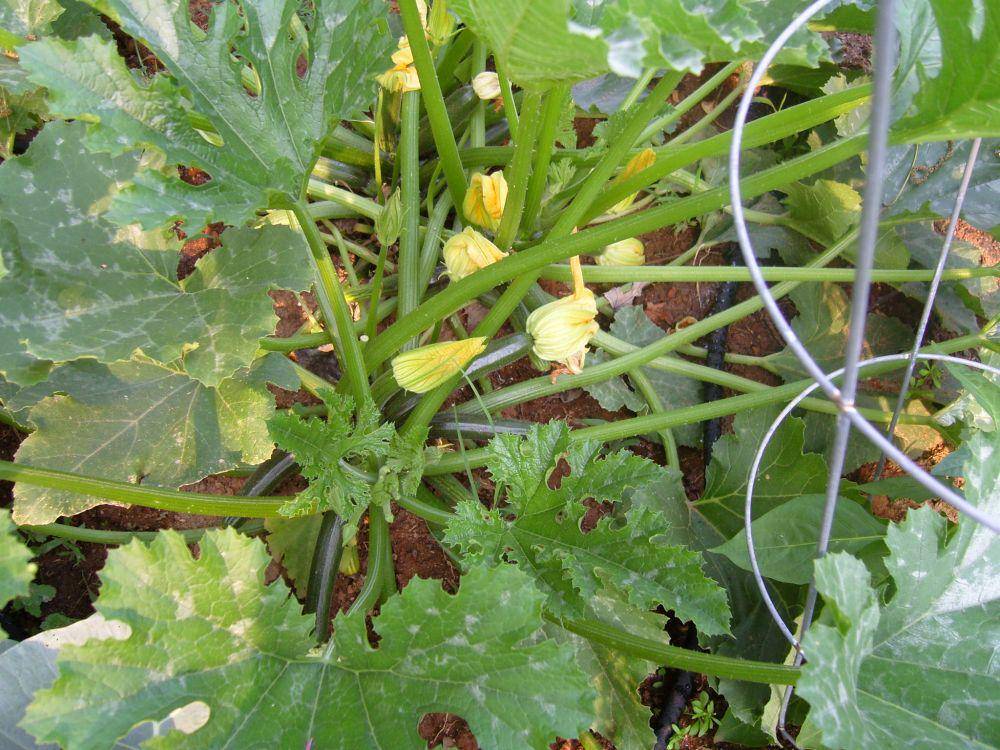 Daun Zucchini (flickr.com/jtothee)