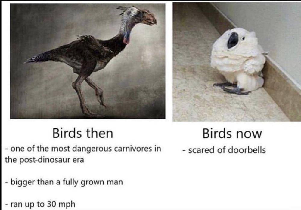 meme evolusi (reddit.com/TigerMCU)