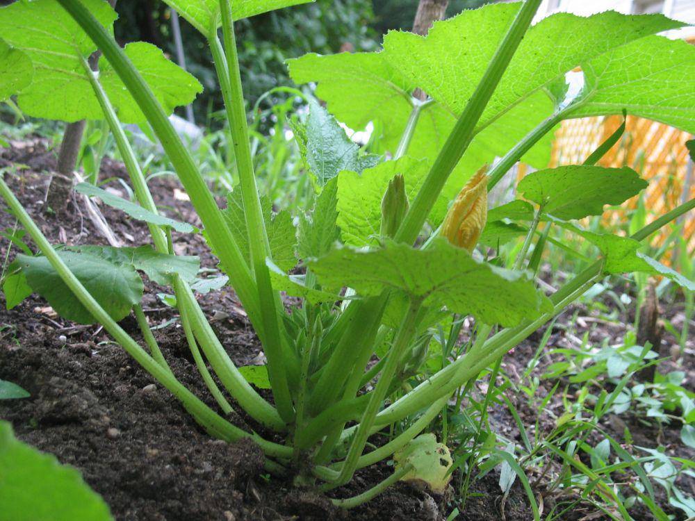 Tanaman Zucchini (flickr.com/Juicygems)