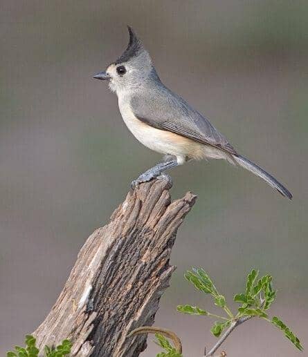 titmouse jambul hitam (commons.wikimedia.org/Outriggr)