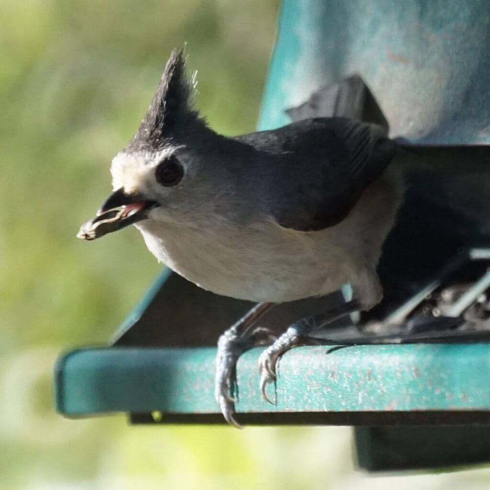 titmouse jambul hitam (commons.wikimedia.org/Mike's Birds)