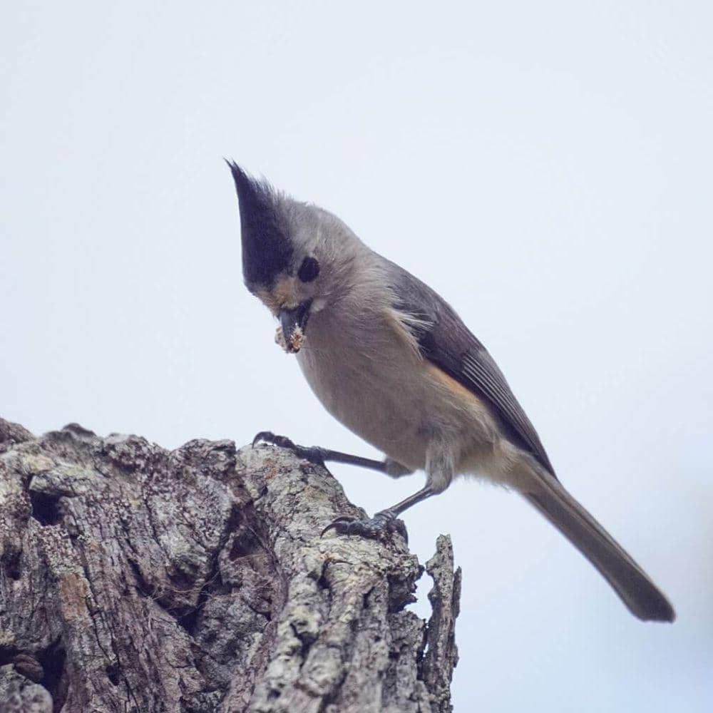 titmouse jambul hitam (commons.wikimedia.org/Mike's Birds)