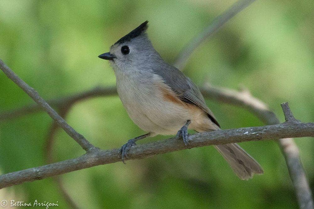 10 Fakta Unik Titmouse Jambul Hitam, si Penyanyi Kecil dan Berjambul