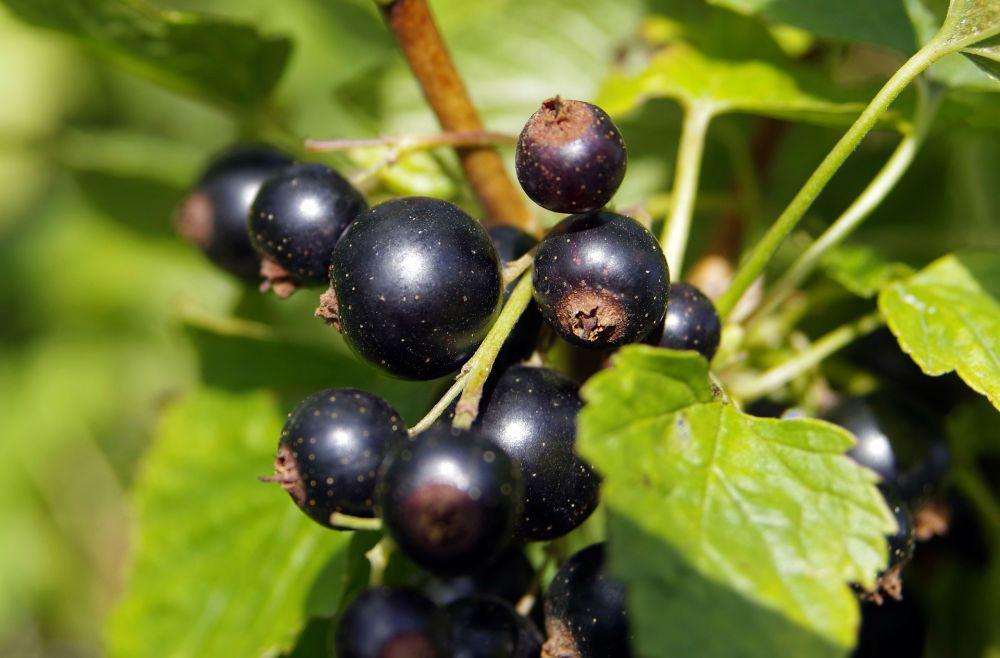 Blackcurrant (pixabay.com/Arcaion)