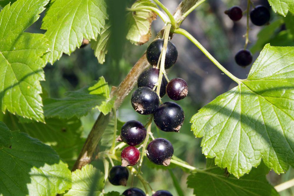 Blackcurrant (pixabay.com/Arcaion)